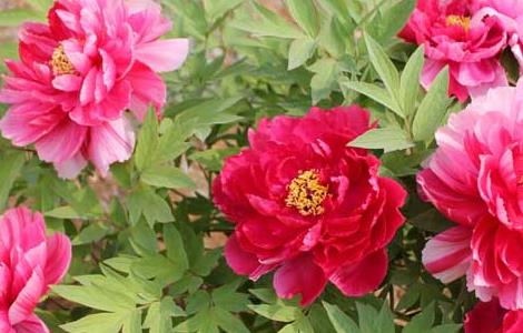 牡丹花下死做鬼也风流的意思和故事