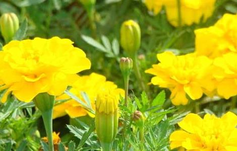 万寿菊的产地分布（万寿菊的产地分布在哪里）