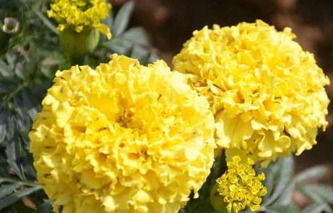 万寿菊的生长习性 万寿菊是几年生植物