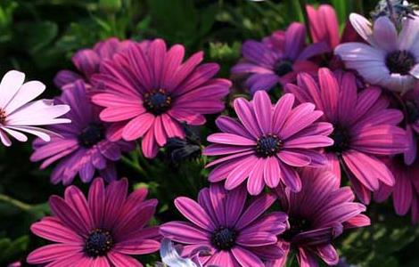 南非万寿菊种植技术（南非万寿菊种植技术视频）