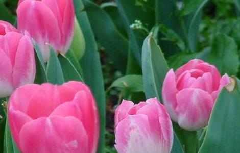 郁金香的繁殖方法（盆栽郁金香怎么养）