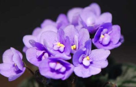非洲紫罗兰的花语和故事（非洲紫罗兰的寓意）