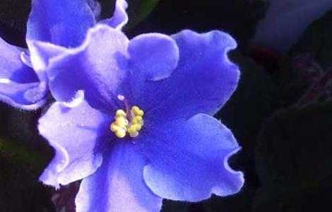 紫罗兰的产地分布 紫罗兰的产地原产地