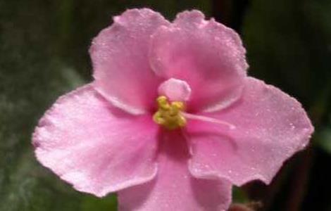 非洲紫罗兰的繁殖方法(非洲紫罗兰的繁殖方法图解)