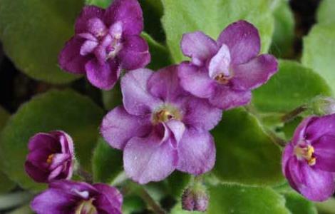 非洲紫罗兰的养殖方法和注意事项 非洲紫罗兰一年开几次花