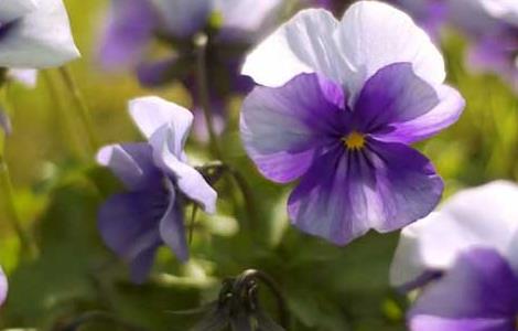 紫罗兰的养殖方法 非洲紫罗兰的养殖方法和注意事项