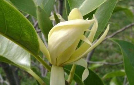 白兰花的花语和故事传说（白兰花的花语和故事传说是什么）