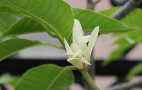 白兰花叶子发黄怎么办（白兰花叶子发黄落叶怎么补救）