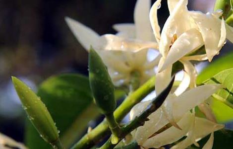 白兰花的繁殖方法(白兰花的扦插繁殖方法)