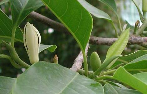 白兰花的养殖方法 白兰花的养殖方法和注意事项