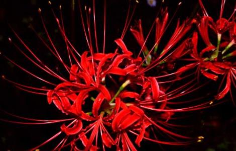 彼岸花的生长习性（彼岸花的生长期）