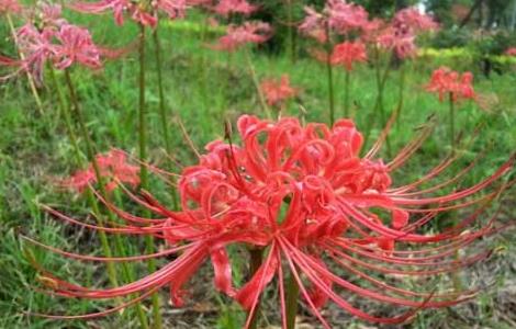 彼岸花病虫害防治技术（彼岸花病虫害防治技术要点）