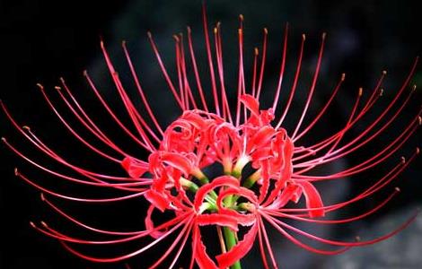 彼岸花的繁殖方法（彼岸花的繁殖方法）