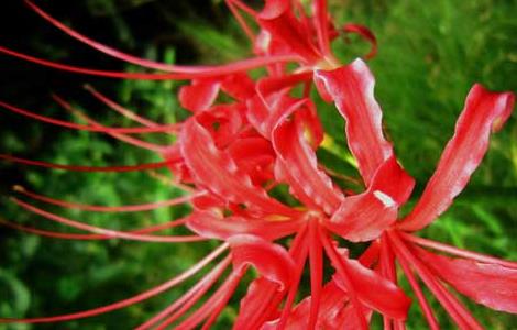 关于彼岸花的诗词有哪些（关于彼岸花的诗词有哪些名句）