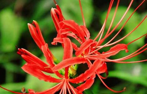 彼岸花什么时候开(彼岸花的意思和含义)