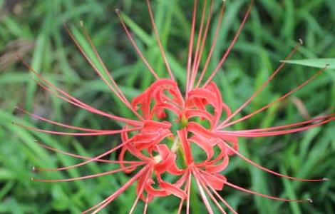 彼岸花什么时候开