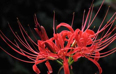 彼岸花的养殖方法 彼岸花的养殖方法和注意事项