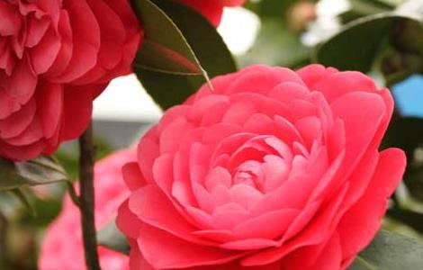 山茶花的花语和故事传说（山茶花的花语和故事传说作文）