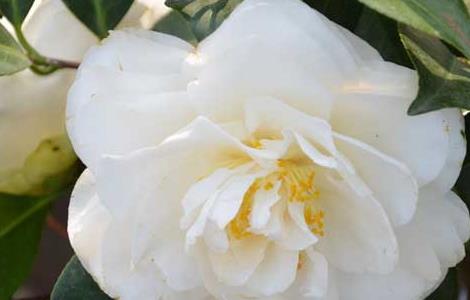 山茶花什么时候开花（客厅最旺宅的大型植物）