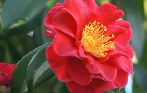 山茶花的繁殖方法 山茶花的繁殖方法视频