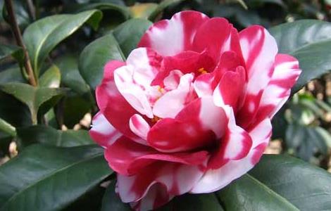 山茶花的养殖方法(山茶花的养殖方法浇水)