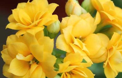 长寿花叶子发黄怎么办(长寿花叶子发黄怎么办呢)