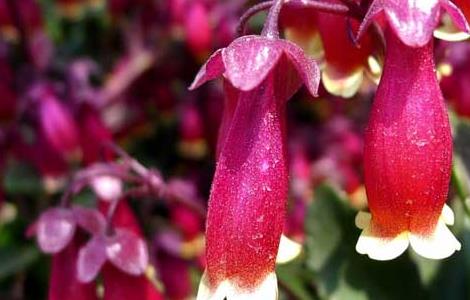 宫灯长寿花的养殖方法 宫灯长寿花的养殖方法和花期