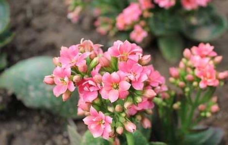 长寿花的扦插方法（长寿花的繁殖方法图解）