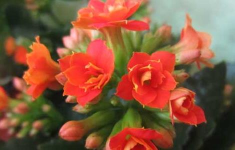 长寿花的修剪方法（长寿花的栽培管理方法）