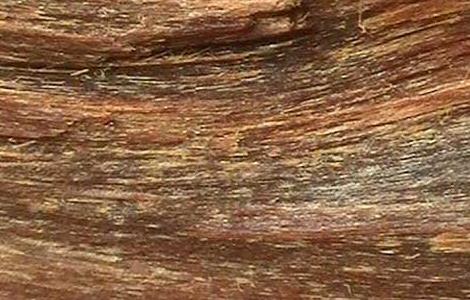 沉香的产地分布和形成过程（沉香的产地分布和形成过程图）