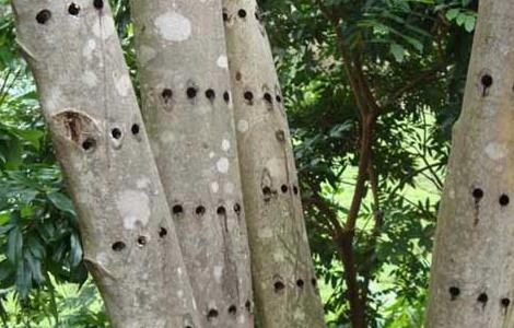 沉香树的种植条件 沉香树的种植条件,种植前景如何?