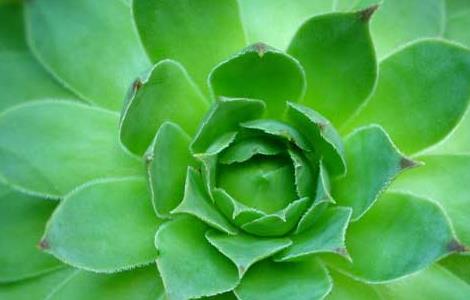 景天科观音莲怎么繁殖（观音莲分株栽怎么栽）