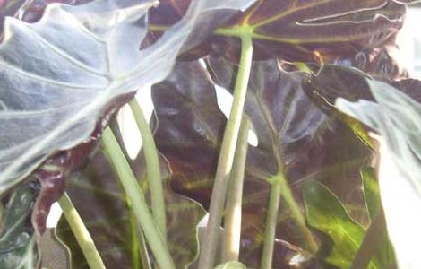 天南星科观音莲叶子发黄下垂（观音莲下面叶子黄了）