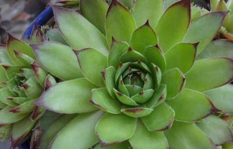 景天科观音莲叶子下垂的原因(观音莲下面的叶子为什么老是干枯)