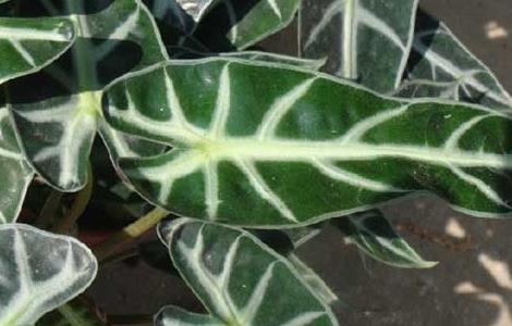 天南星科观音莲的水培方法（天南星科观音莲长什么样子）