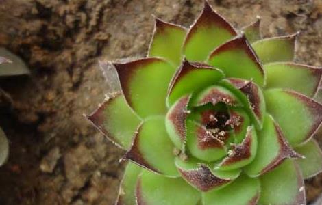 景天科观音莲开花吗