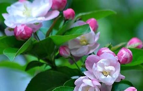 描写海棠花的诗句（形容海棠花的优美诗句）