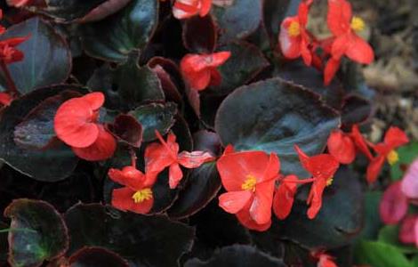 四季海棠的繁殖方法（四季海棠的繁殖方法有几种）