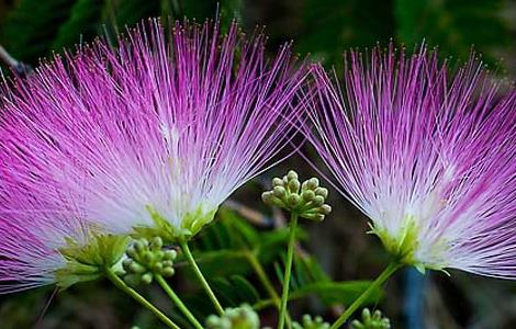 合欢花的传说（有关合欢花的传说）