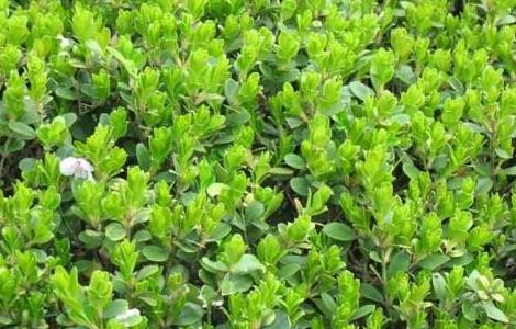 黄杨的繁殖方法（黄杨的繁殖方法和过程）