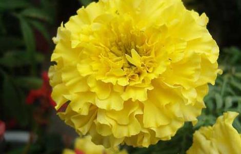 康乃馨代表什么意思（百合花代表什么意思）