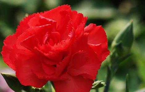 康乃馨的养殖方法和注意事项（冬天康乃馨的养殖方法和注意事项）