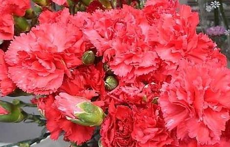 康乃馨的生长习性（康乃馨是多年生植物）