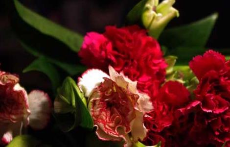 康乃馨的繁殖方法（康乃馨的繁殖方法有哪些）