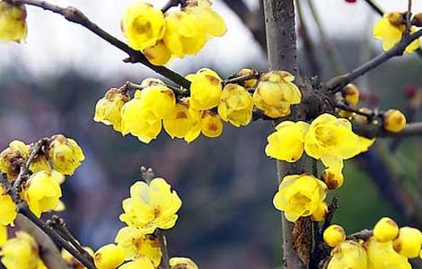 描写腊梅的诗句有哪些（表达腊梅的诗句）