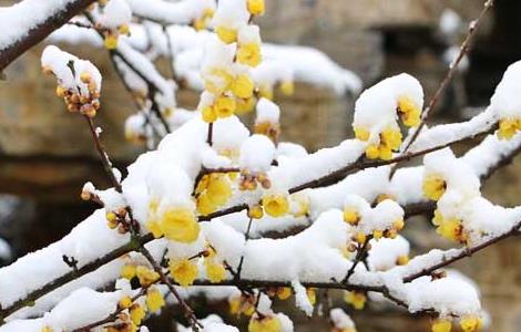 腊梅的产地分布（腊梅的产地分布图）