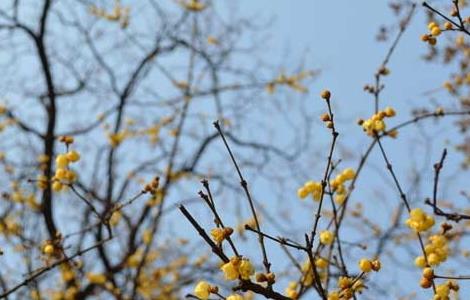 腊梅的故事传说