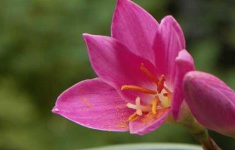 兰花的花语及象征意义 兰花的花语及象征意义简短