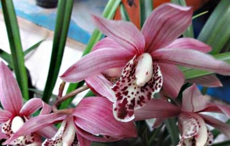 兰花花盆选择方法（兰花花盆选择方法图解）