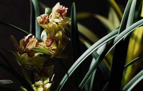 兰花的浇水方法（兰花的浇水方法?）